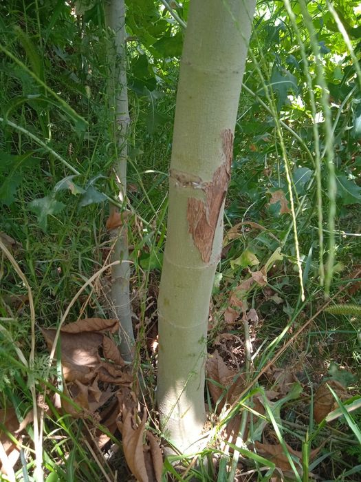 Чинор кучатлари.