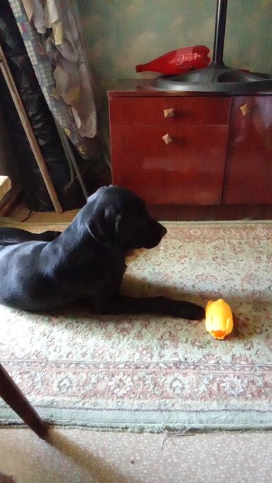 Лабрадор отдам даром