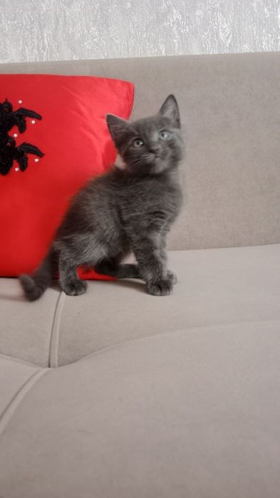 Отдам котят. Бесплатно.