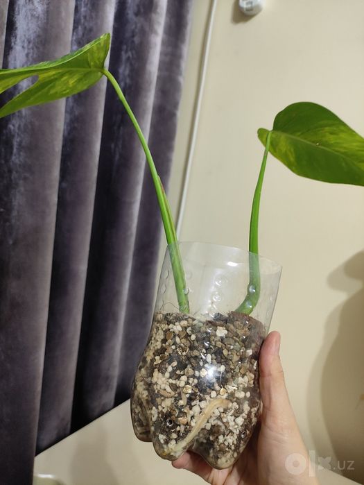 Monstera deliciosa aurea variegata
