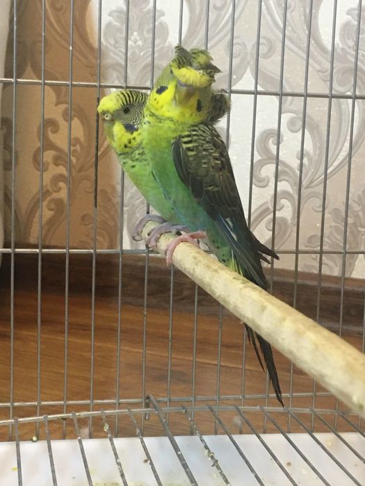 Papugay toti qush perevaznoy qora qanot