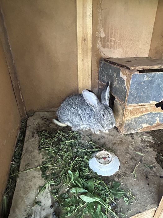 Великан қоян бар