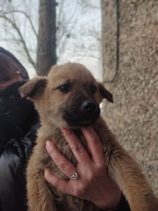 Мальчики в добрые руки