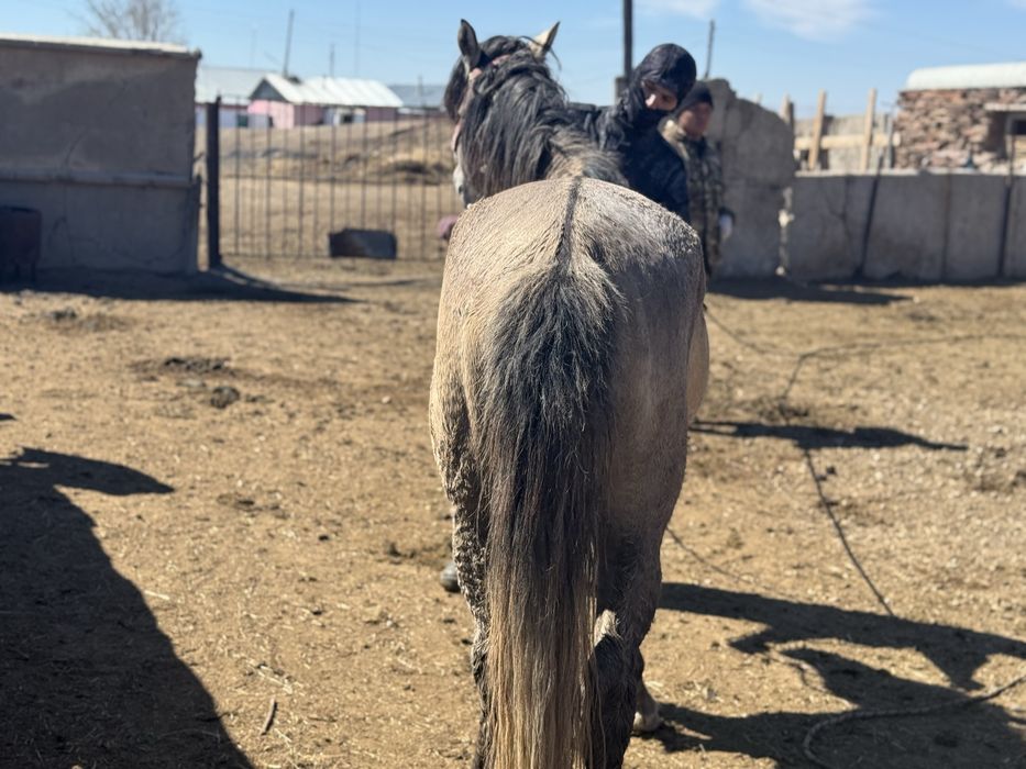 Айгыр   5 жасар (жеребец )