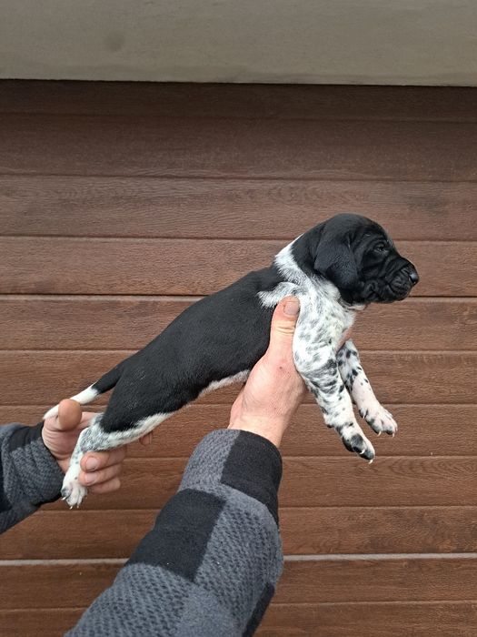 Macul brac german par scurt