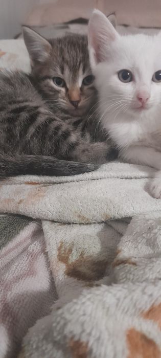 Отдам котят в добрые руки девочки