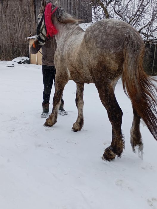 Manz de vanzare 2 ani jumatate