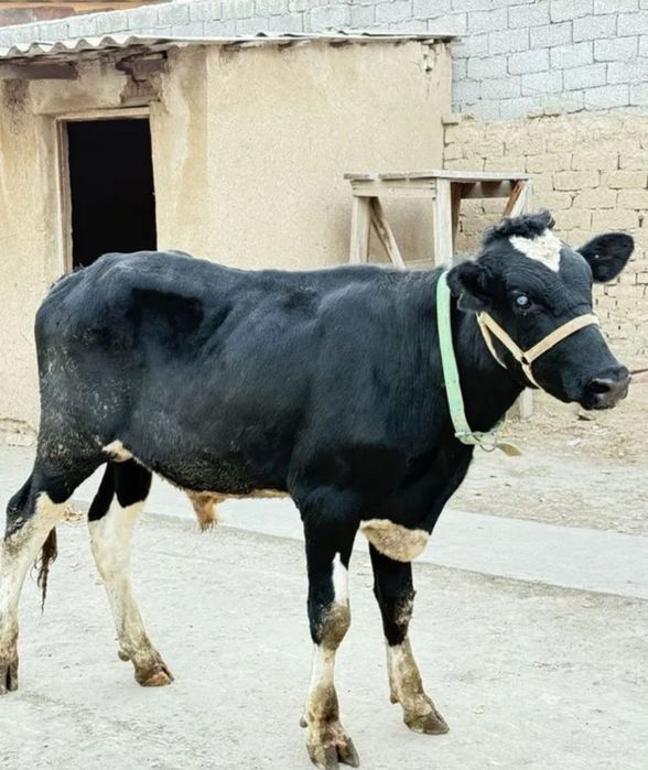 Buqa sotiladi, sog'lom