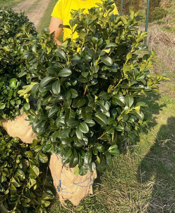 Tuia smaragd, prunus, photinia red robin, bambus