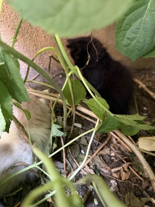 Продаются котятя