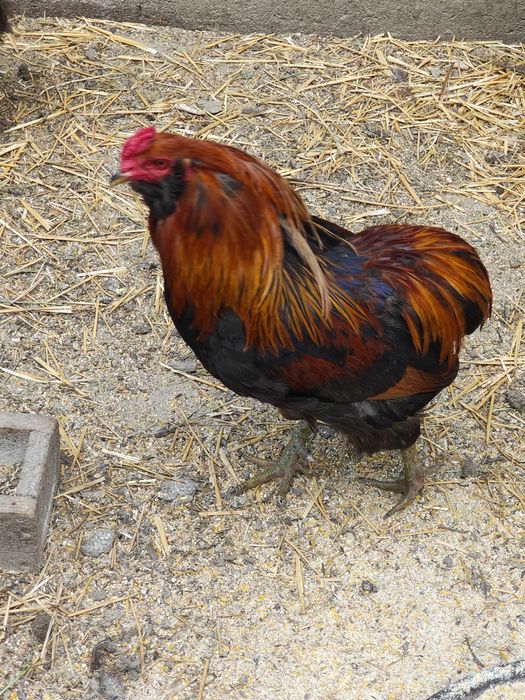 Gaini araucana ameraucana ouă verzi
