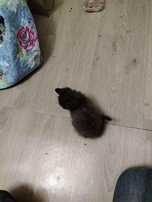 Отдам котёнка в добрые руки