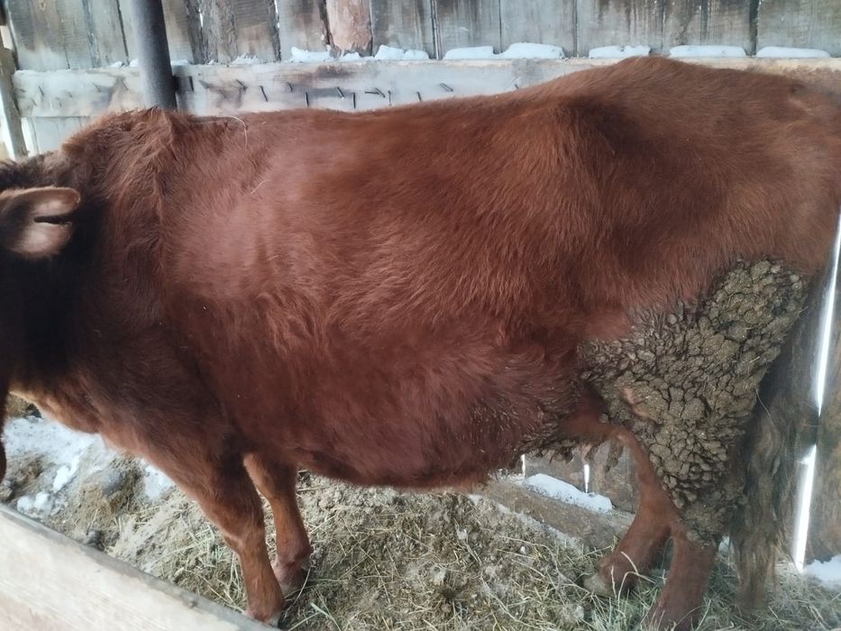 Продам карова сс