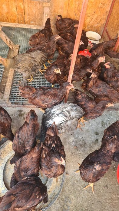 Pui Rhode Island Red