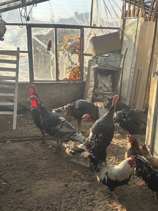 продавам Пуйки Големи