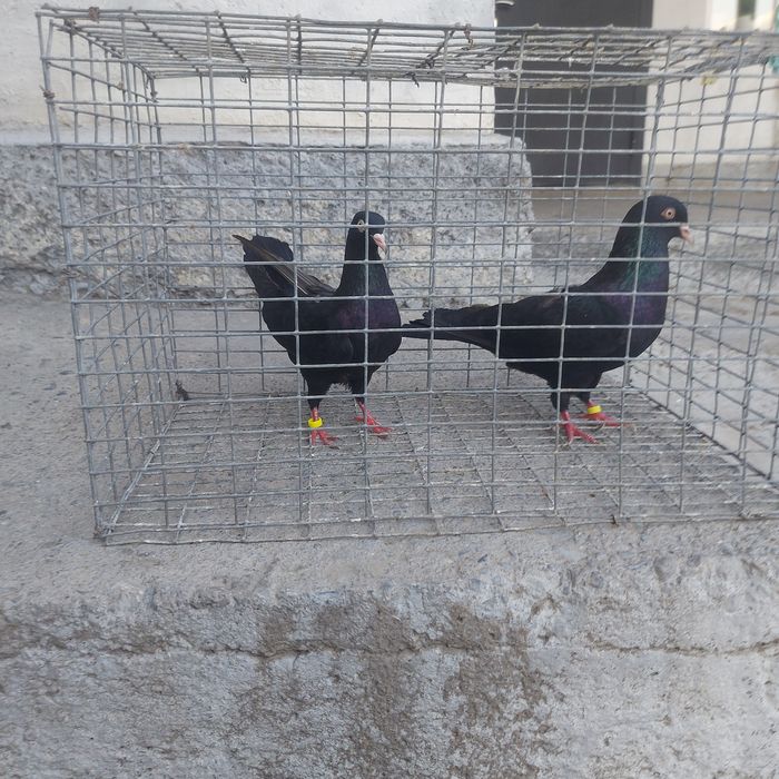 Жук Иран пара гатовый лет с игрой