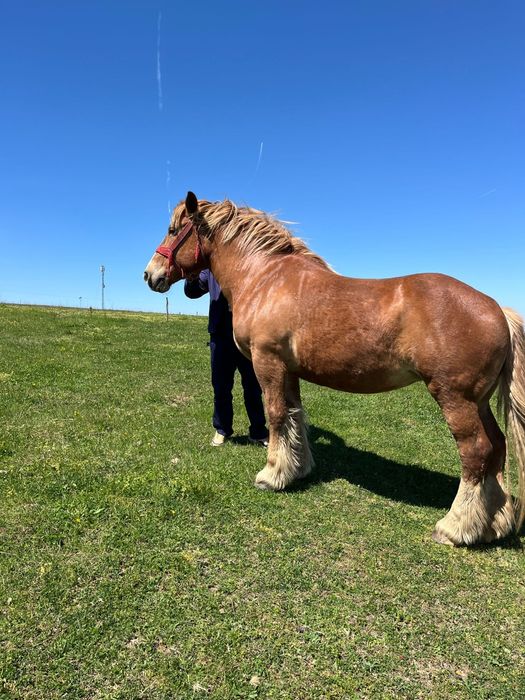 Vând iapă de 10 ani foarte cuminte din Armazar Herghelia Izvin