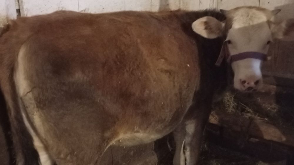 Vand juncă bălțată de 1 an