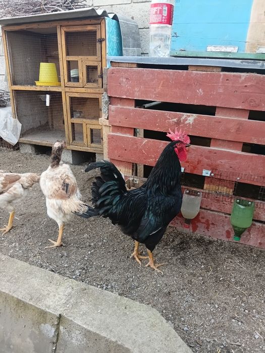 Австаролорп хурози