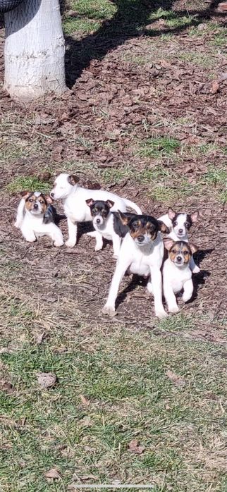 Cațeluși pentru adopție!!