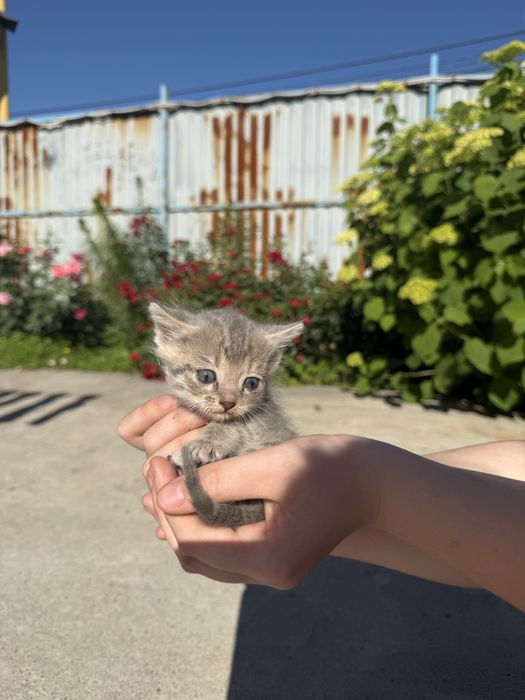 Котята беспоатно