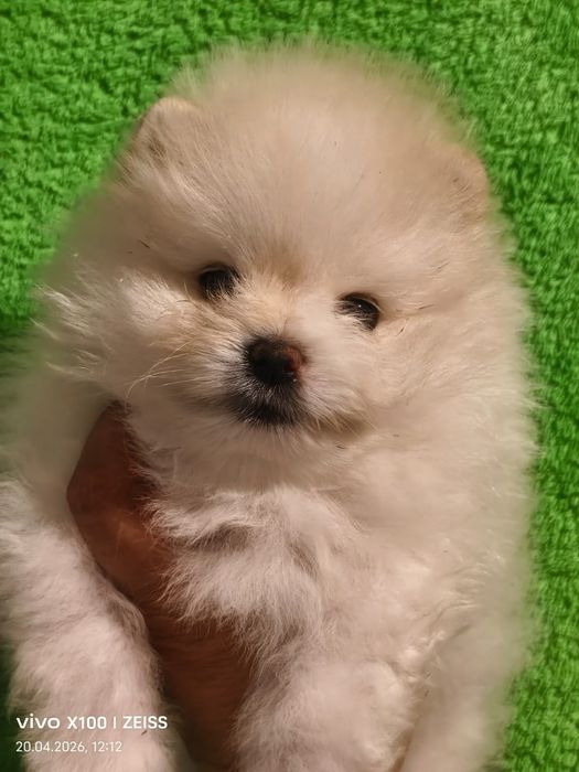 Очаровательные щенки шпица.