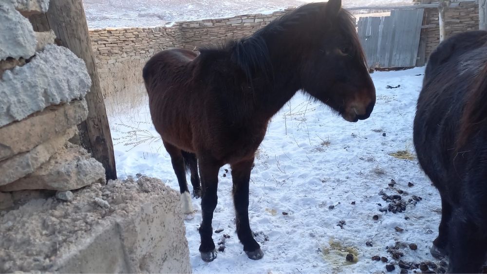 Продам лошадь Дөнен