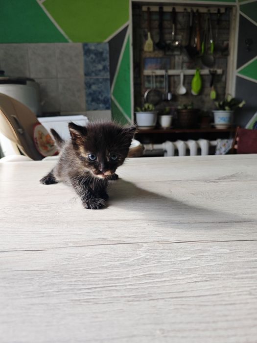 Отдам котят в добрые руки