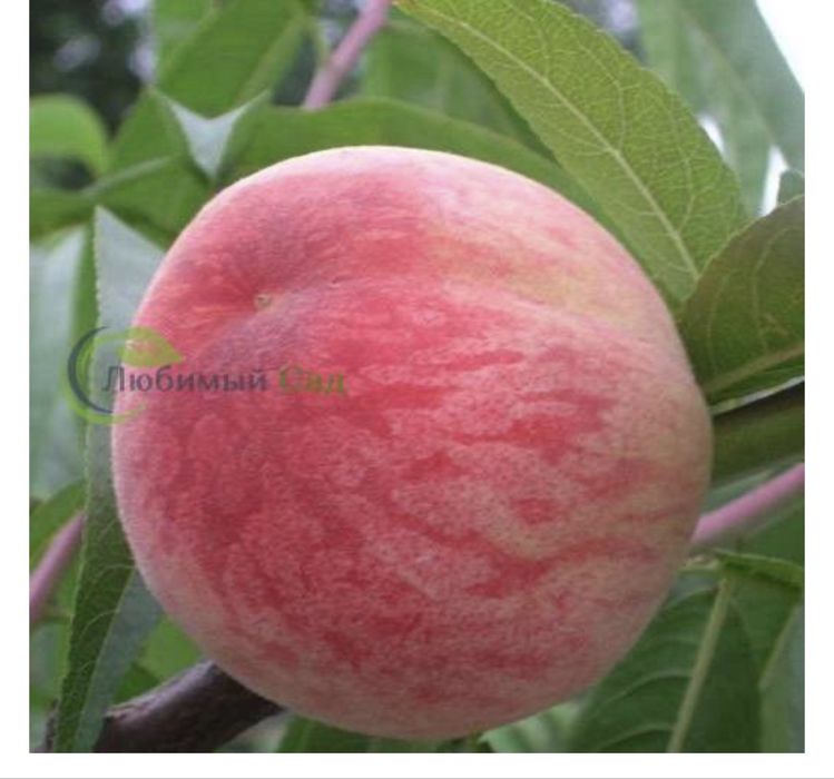 Саженцы деревьев для вашего сада