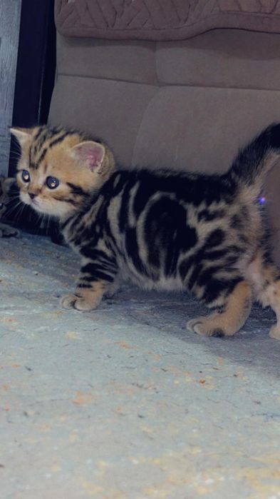 Котенок девочка британка.