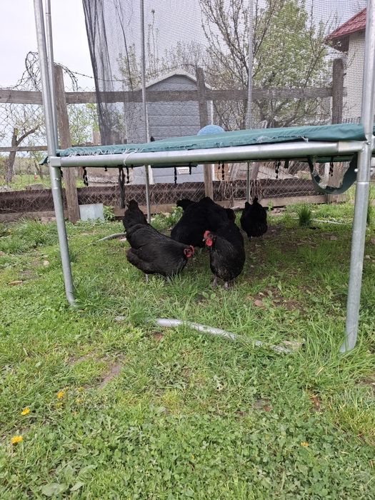 Găini ouătoare Australop