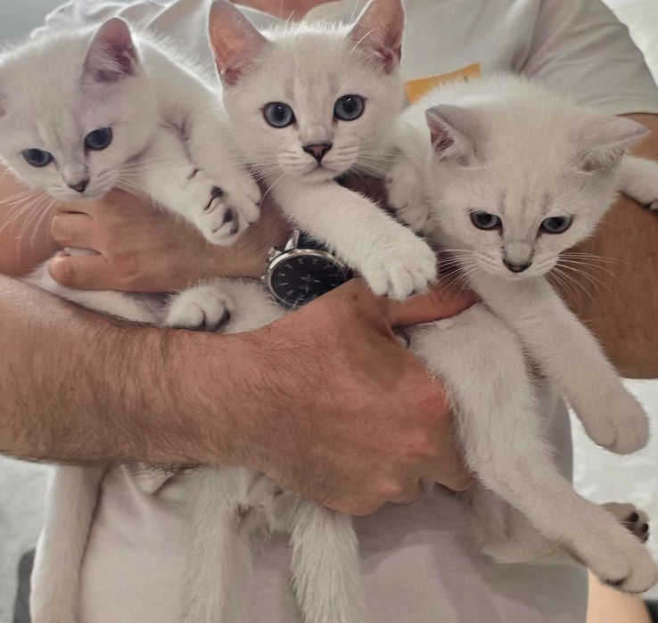 Котята британские БЕЛЫЕ