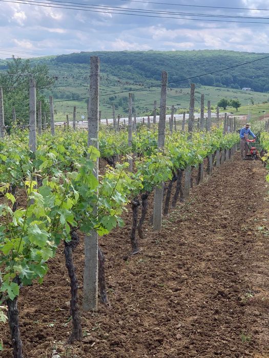 Struguri pt. vin Cabernet Sauvignon