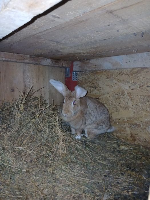 Iepuri Hycole francez