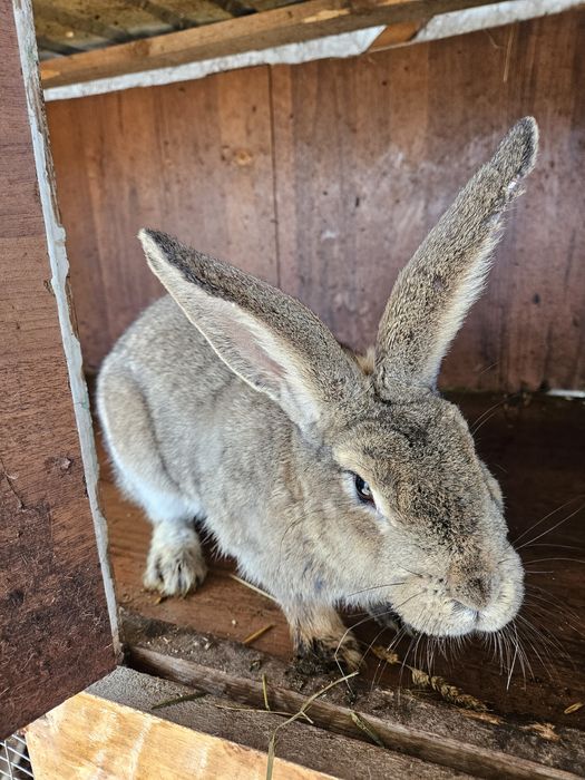 Кролики домашние