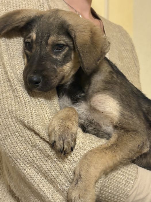 Кученце си търси дом