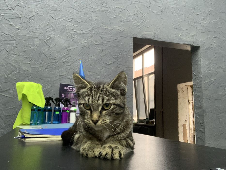Отдам кота в добрые руки