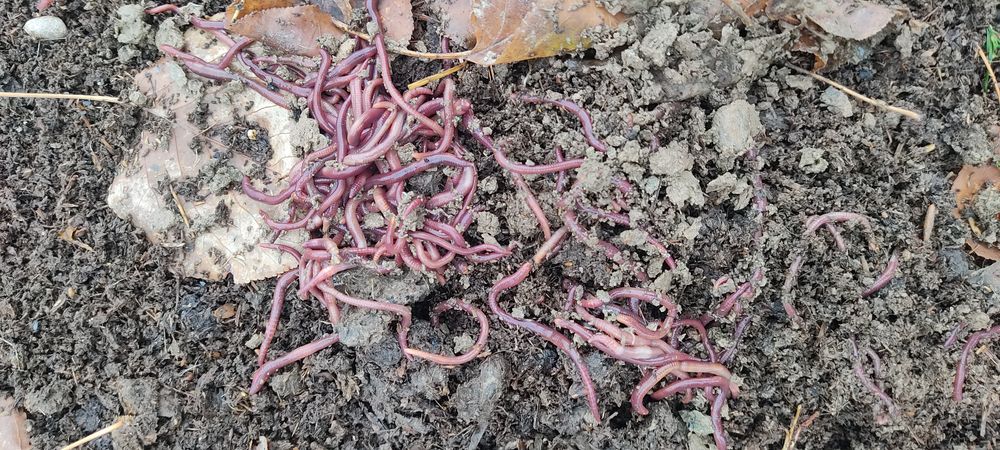 Kaliforniya BIOGUMIS Chuvalchangi, 150000 bir savati
