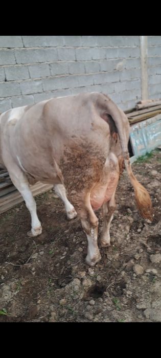 Корова с теленком. Продам