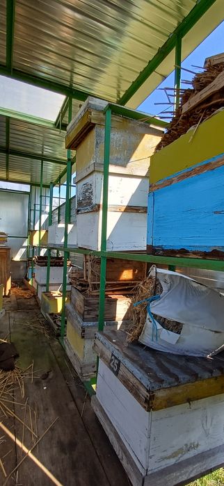 Vand pavilion apicol