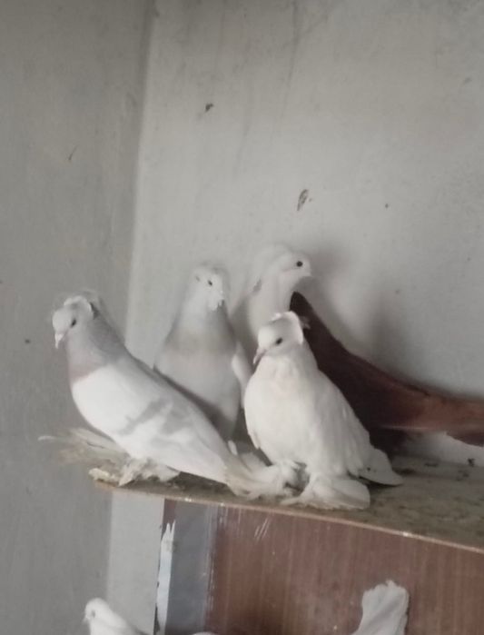 Голуби С/К персы