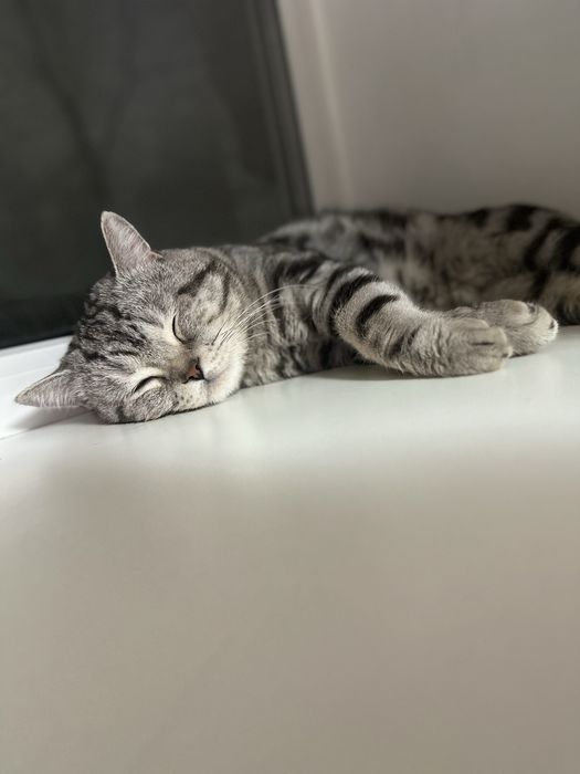 Котенок шотландец