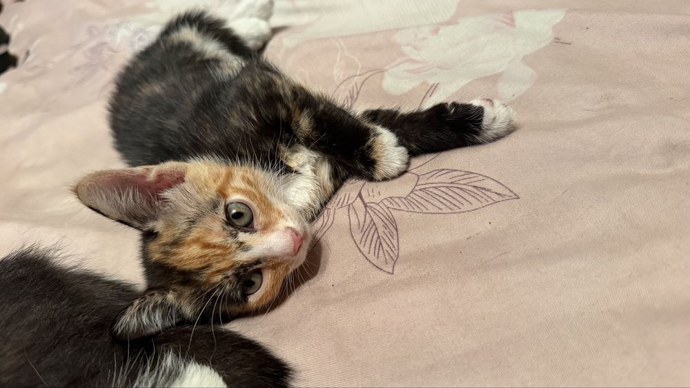 Отдам котят в добрые руки !