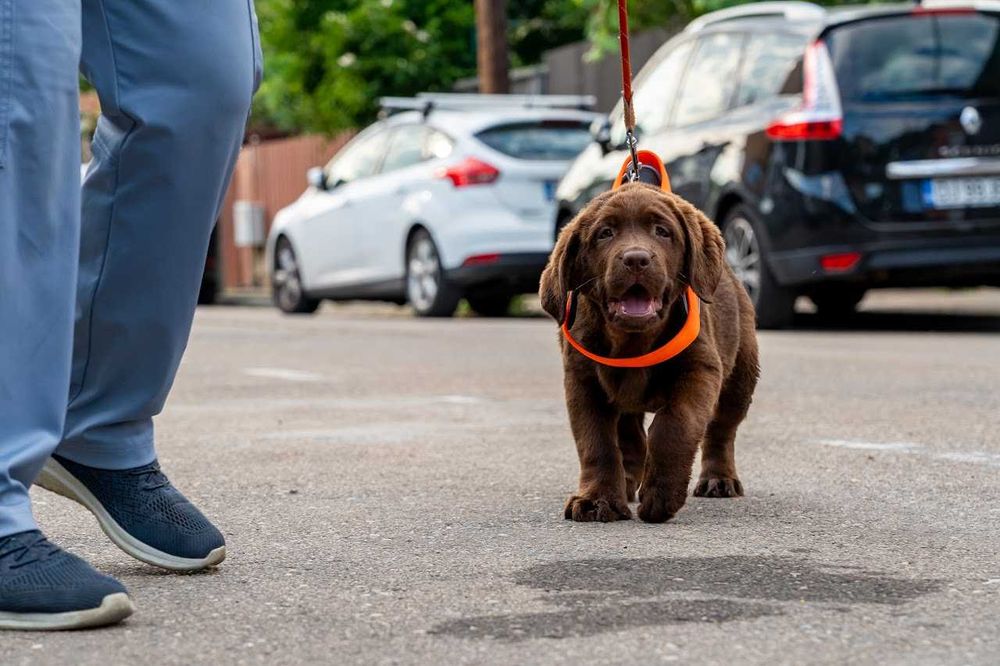 Femela labrador ciocolatie la 4 luni, Pedigree A