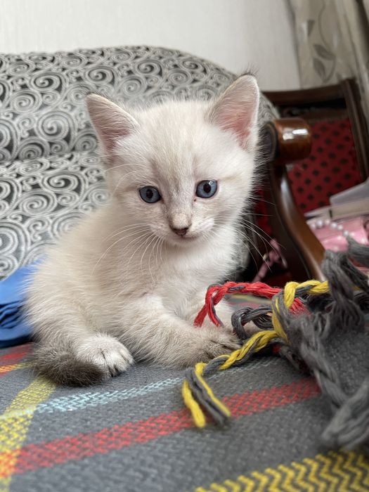 Продам сиамского котенка