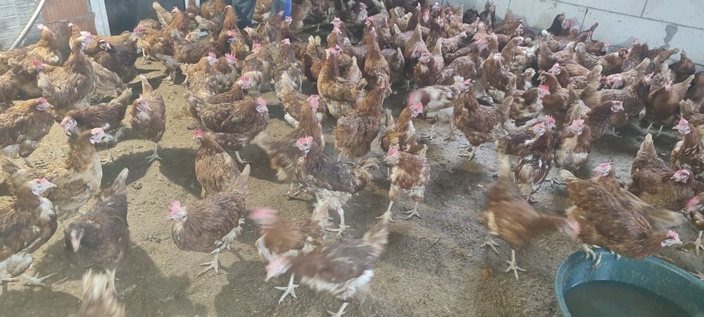 Puicuțe tinere 11 luni - Penaj frumos - 20 lei