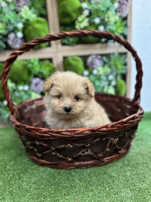 Помапу - Pomapoo.