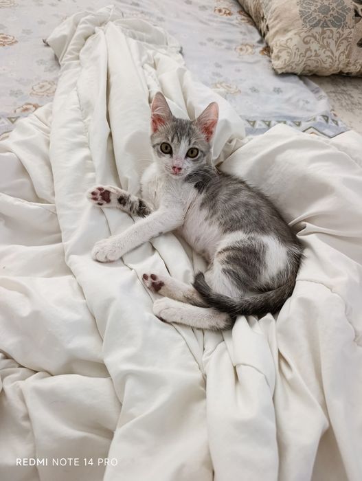 Котенок в добрые