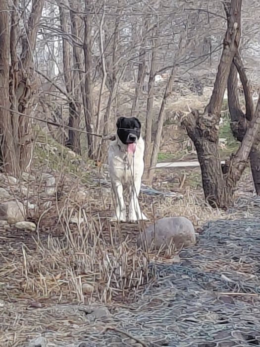 Продам алабай сука