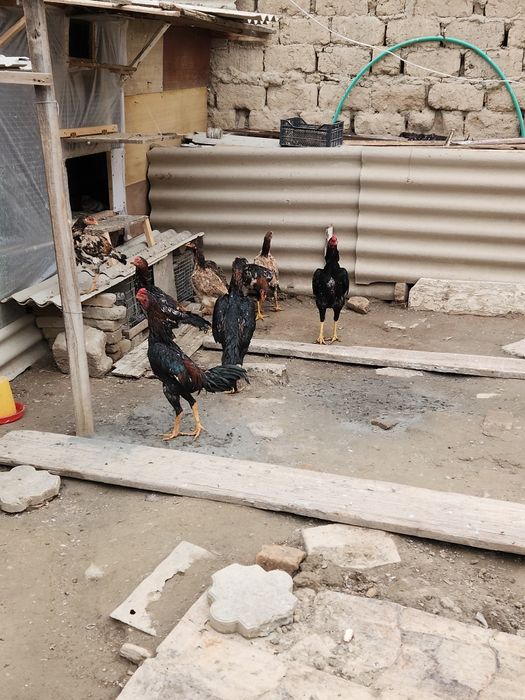 Пародистые куры бойцовские